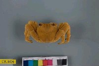 藏品(白紋方蟹)的圖片